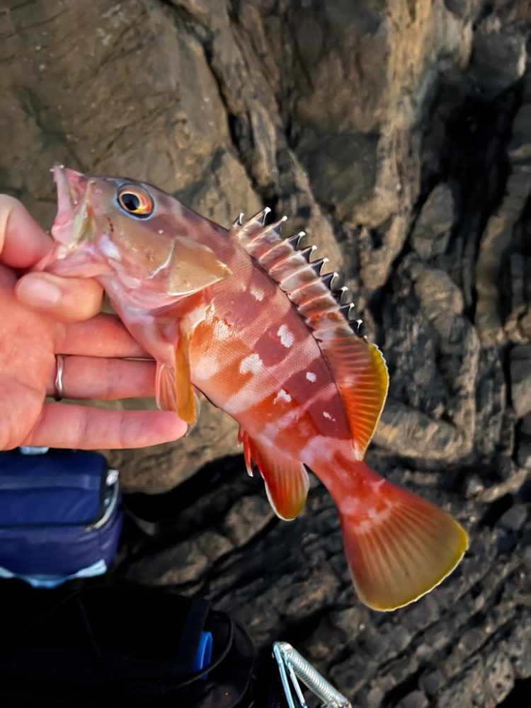 秋の尾鷲根魚釣り
