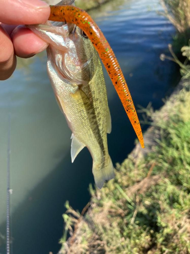 琵琶湖はターンオーバー？