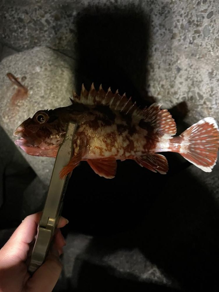 ライトゲームとタチウオ