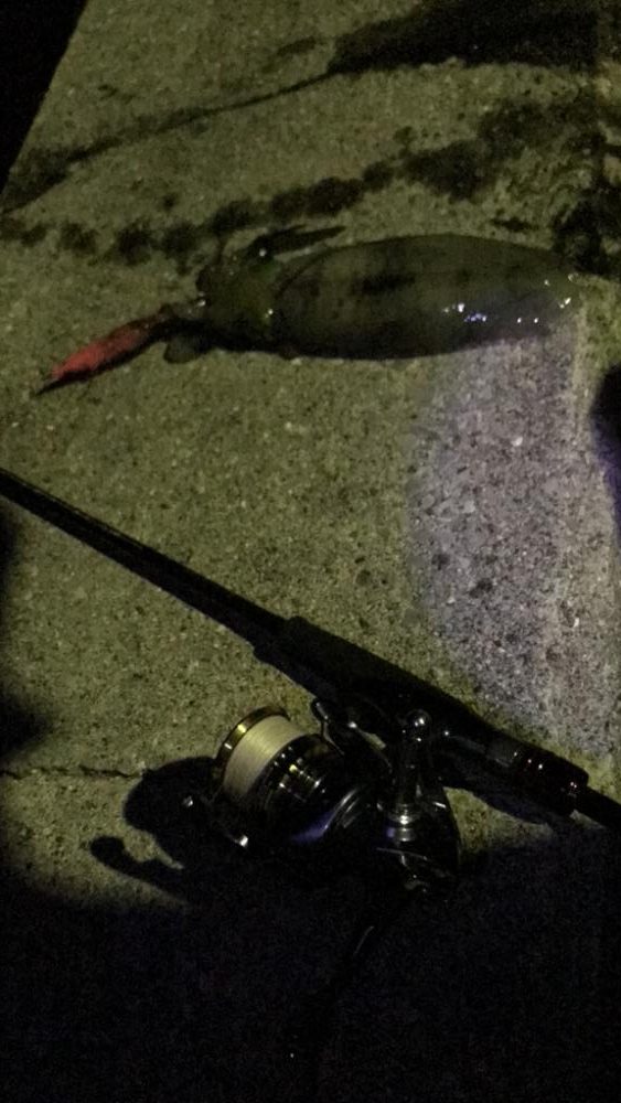 愛媛エギング爆釣！