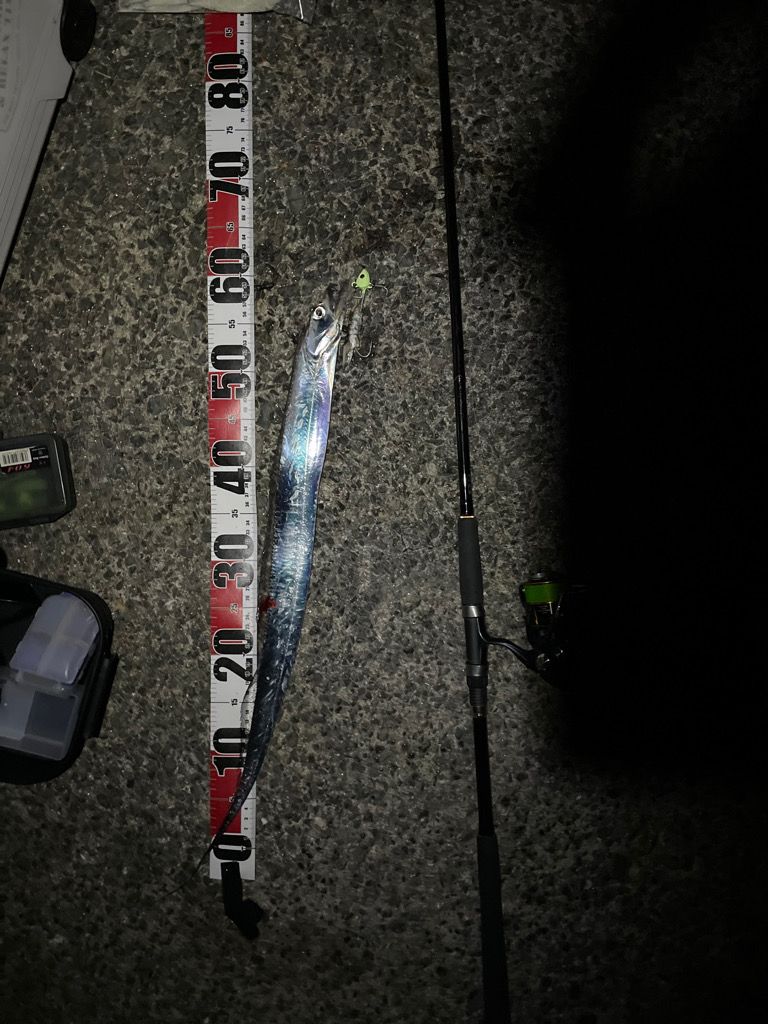 タチウオ1匹　青物不発