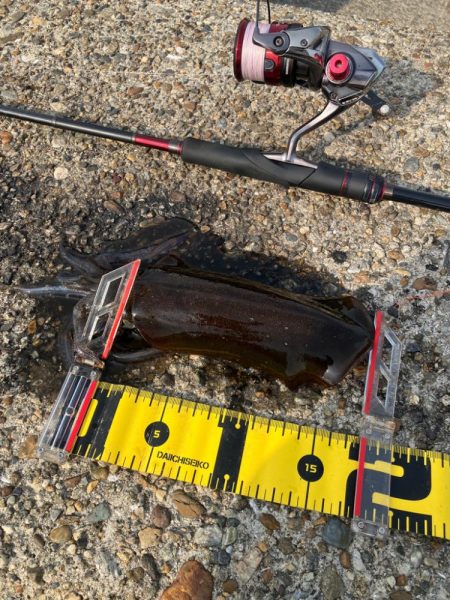 デイエギング　4投で2杯のアオリGET＼(…