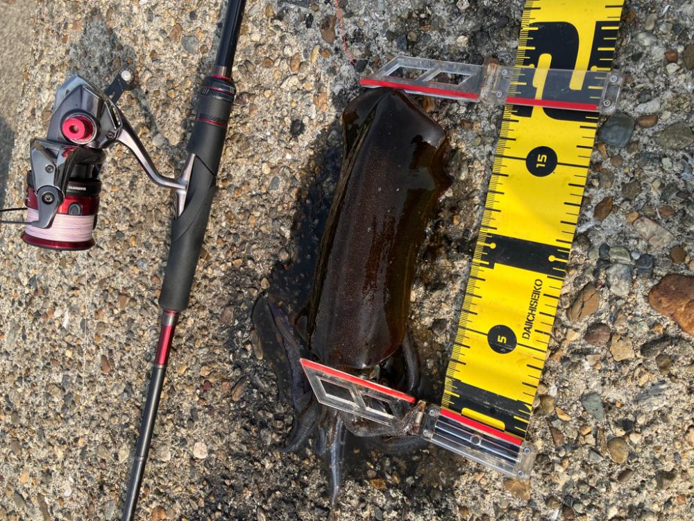 デイエギング　4投で2杯のアオリGET＼(…
