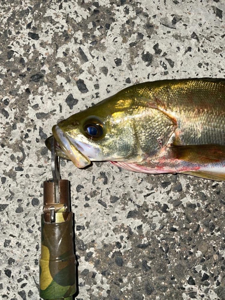 涼しくなってきたので