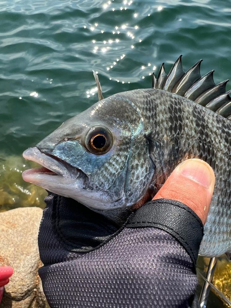 牛窓 チヌ 激シブ!?