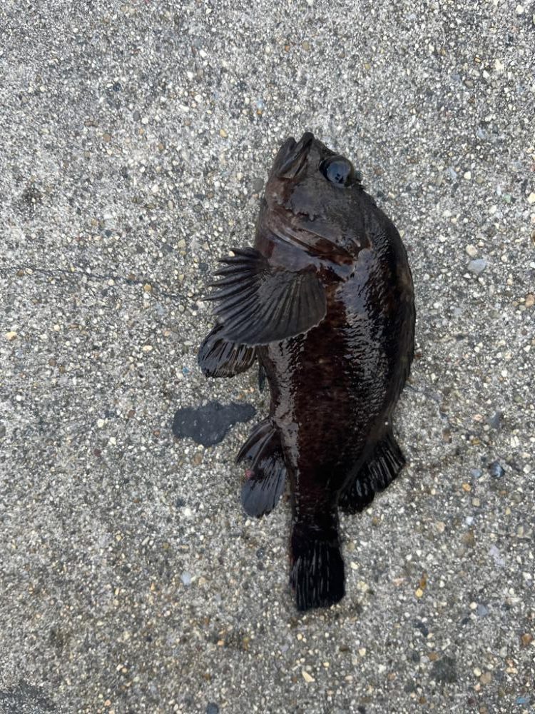 秋のライトゲーム