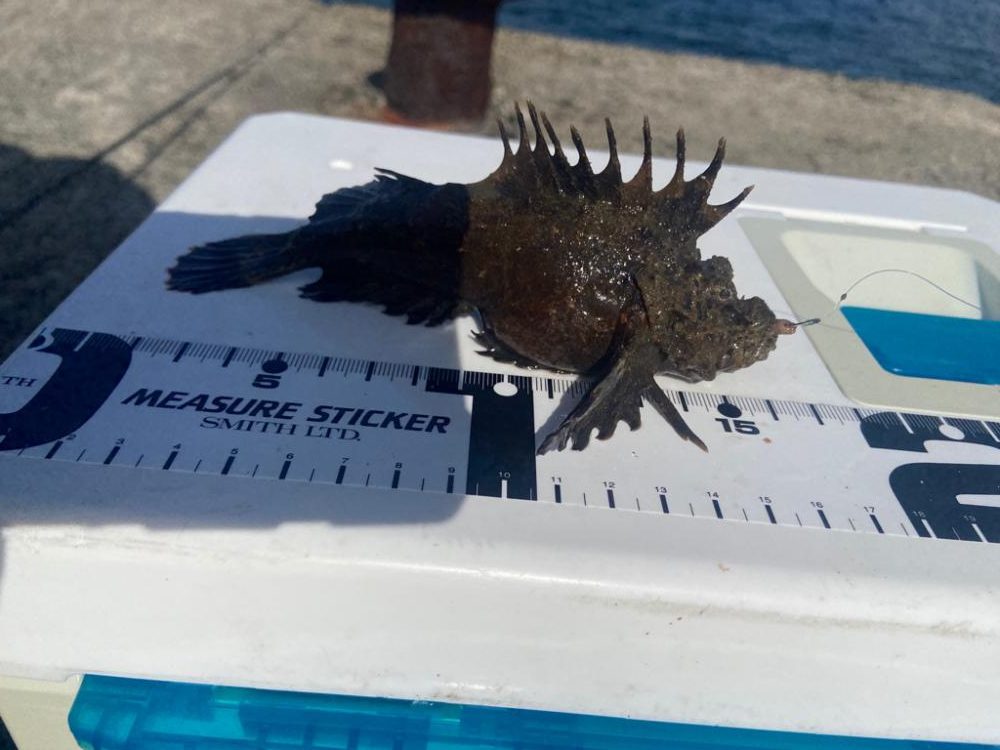 ちょい投げシロギスタのダブルヘッダー