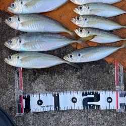 朝マズメアジング 好調25cm〜3匹