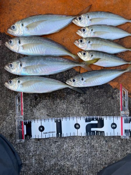 朝マズメアジング 好調25cm〜3匹
