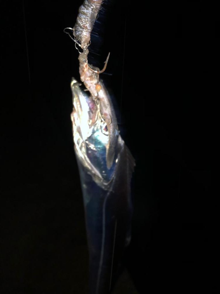 タチウオがいっぱい