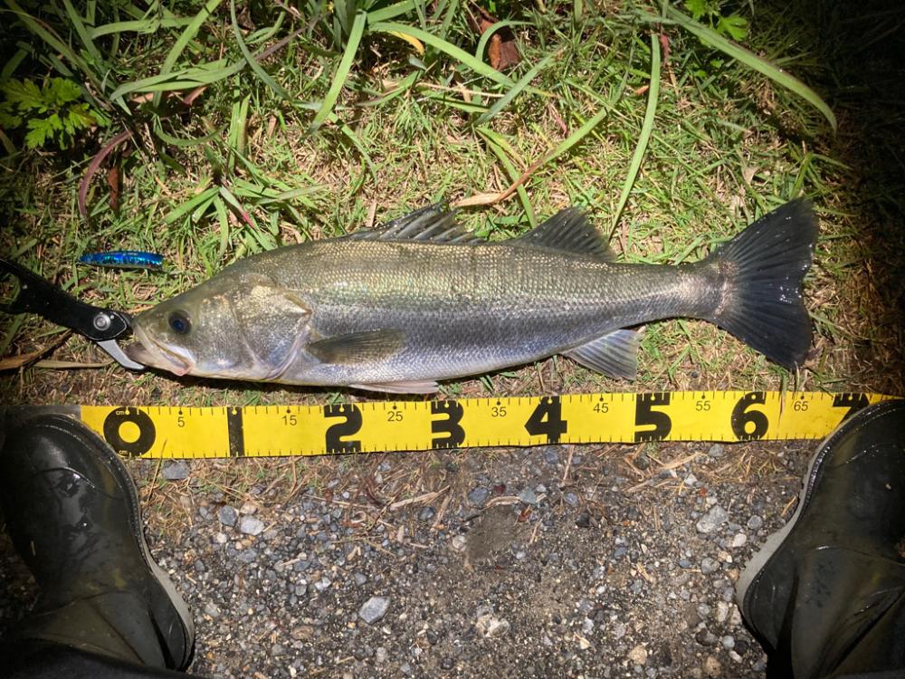 シーバスフィッシング