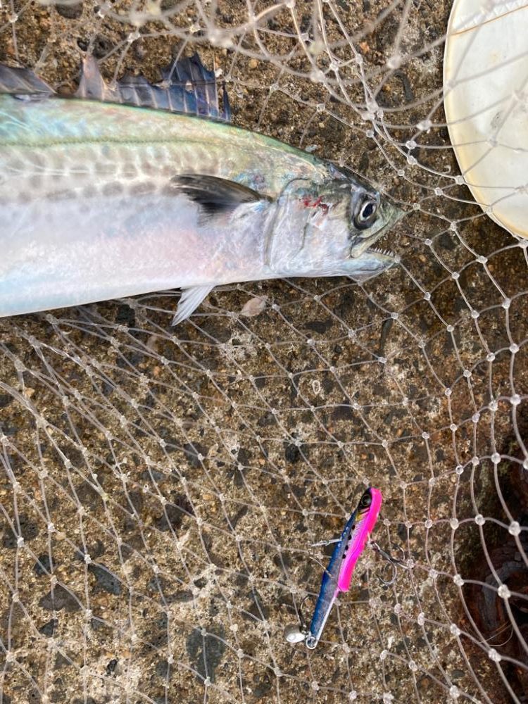 フリフリバイブ表層巻きでサゴシにゃ！