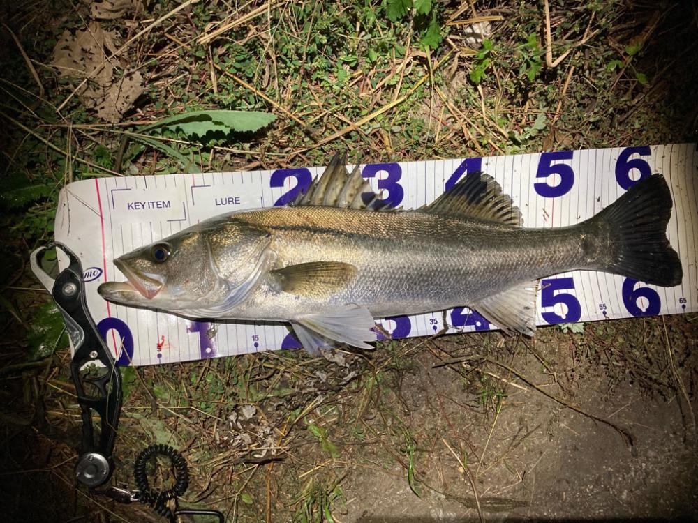 シーバスフィッシング