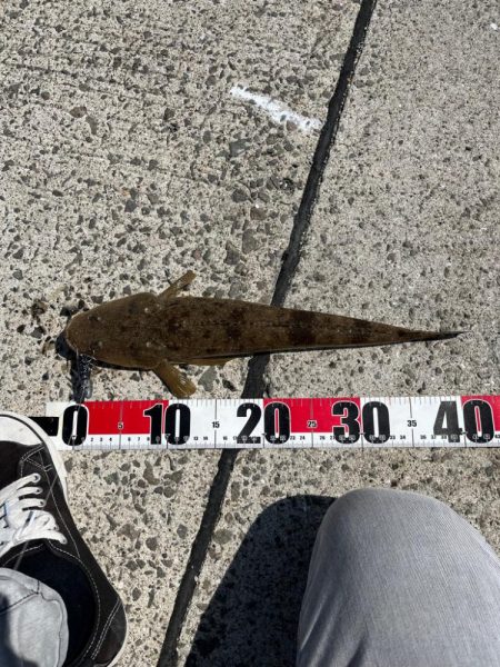 青物狙いのはずが