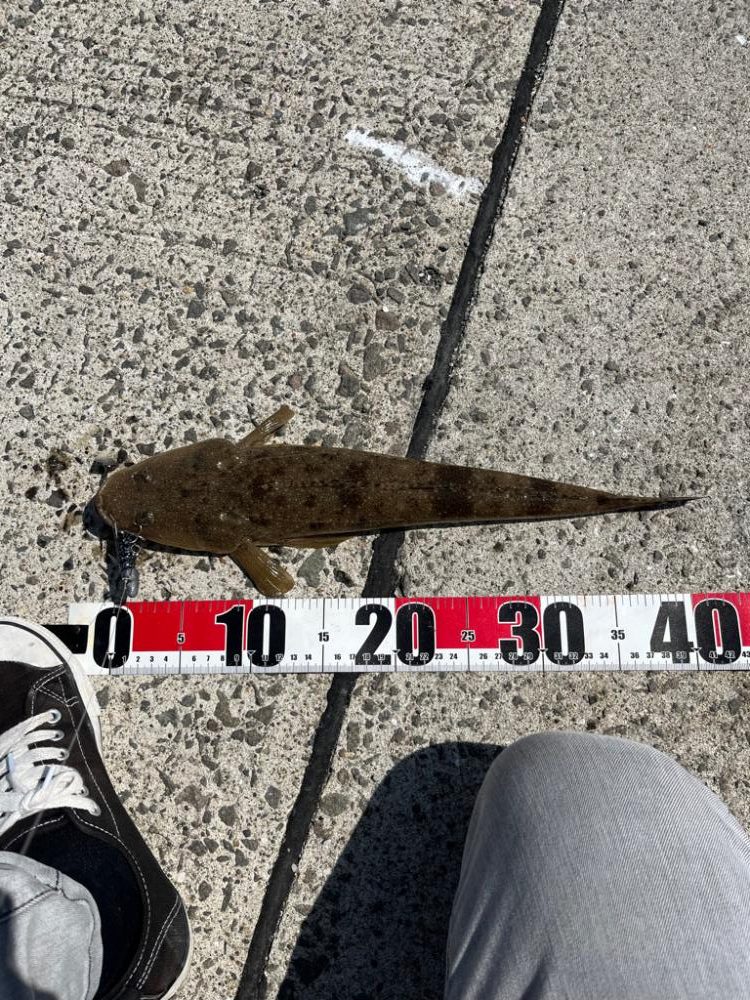 青物狙いのはずが