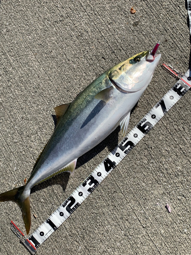 今季初ショアジギで鰤