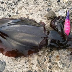 アジング・エギング