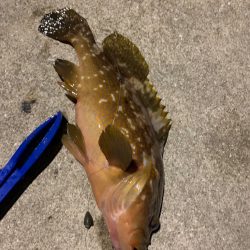 南紀のキジハタ釣り