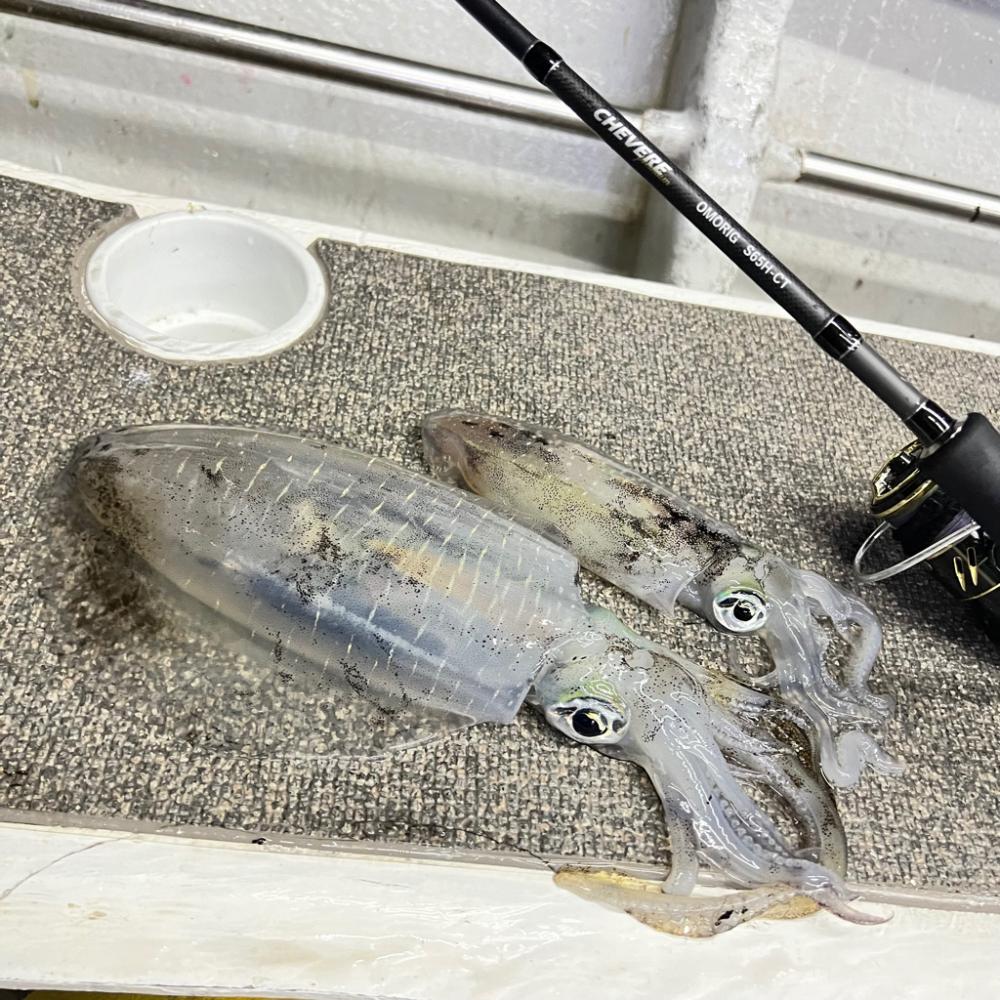 アオリイカ/ティップラン