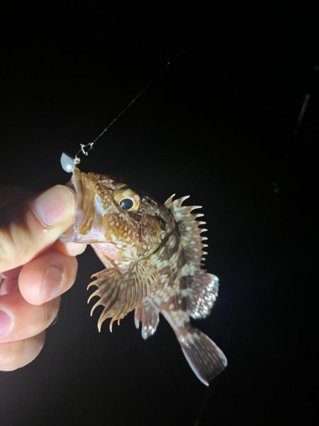 姫路ライトゲーム🎮…