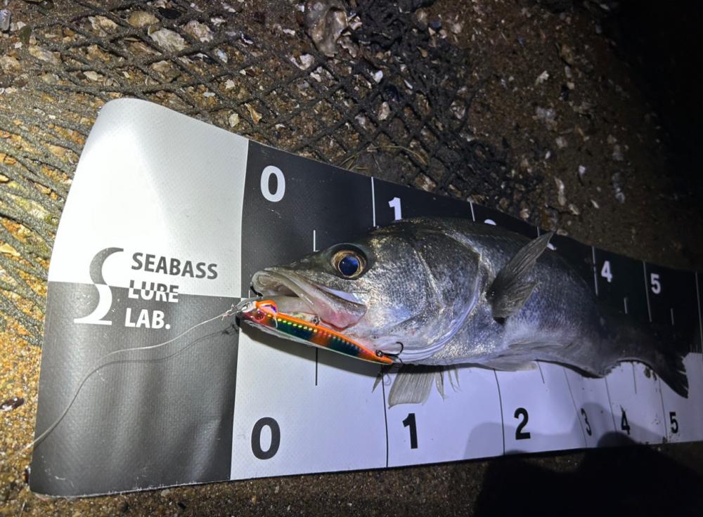 シーバスゲーム