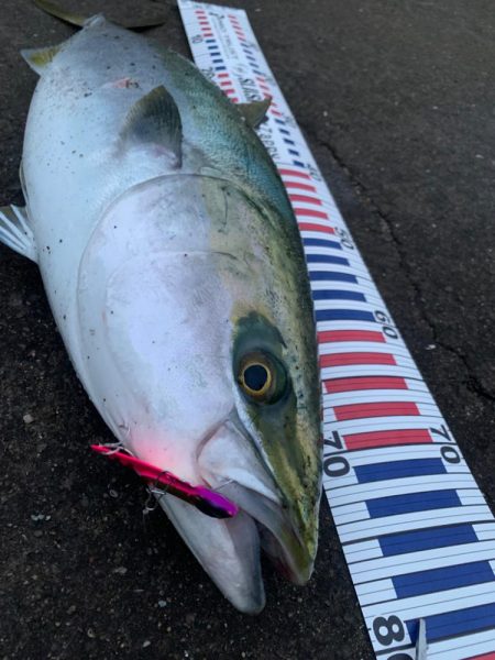 ギリギリブリ？