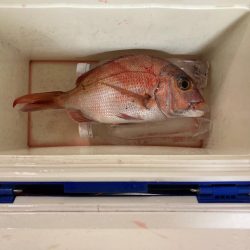 サビキで釣れた