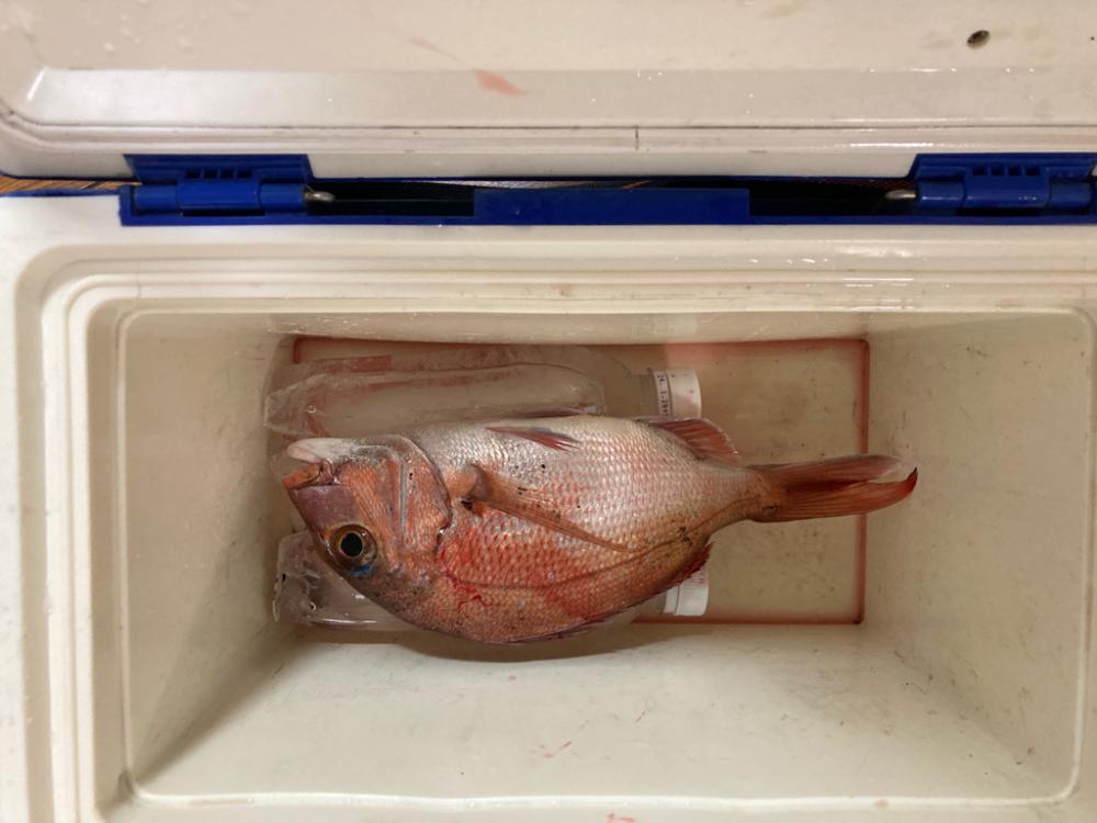 サビキで釣れた