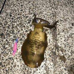 秋イカ!サイズアップ!