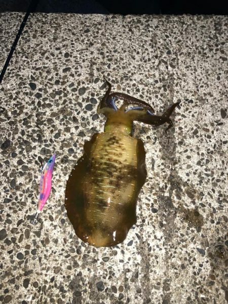 秋イカ!サイズアップ!