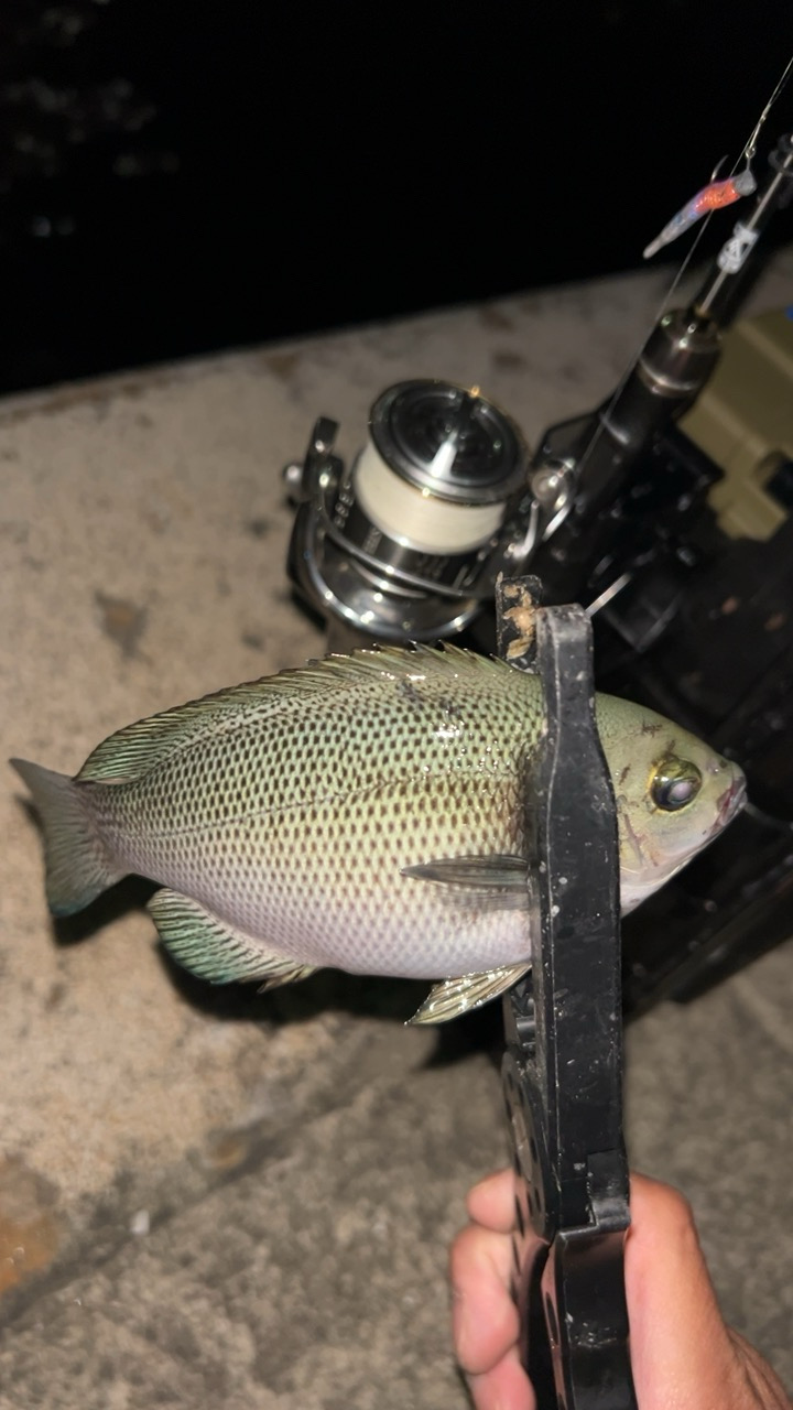 風強いのにアジングで六目達成!