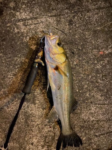 雨が降ったので