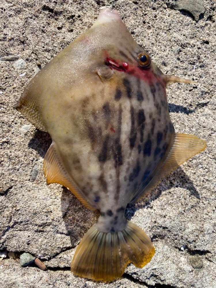 カワハギの肝和えが食べたくて