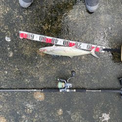 メジロ・サゴシ