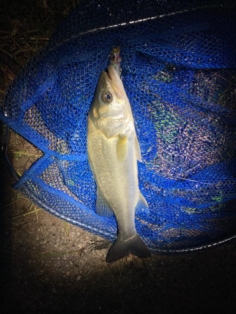 シーバスフィッシング