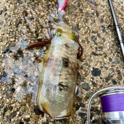 ランガンあるのみ