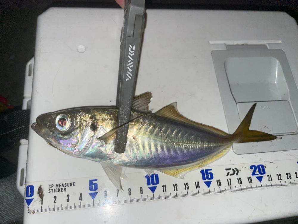 アジングエギング