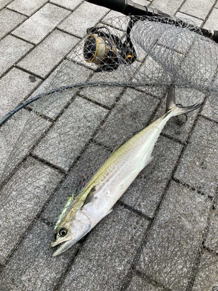久しぶり湾奥コスモ激混み。何とか1本。。