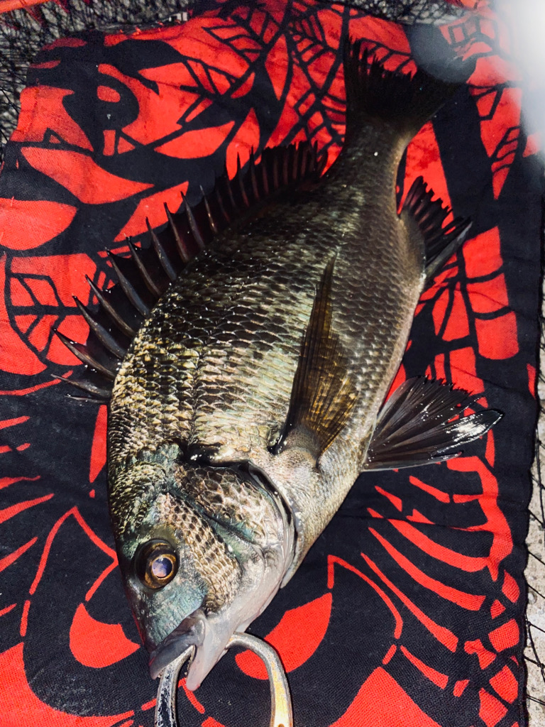 ヘチってきました