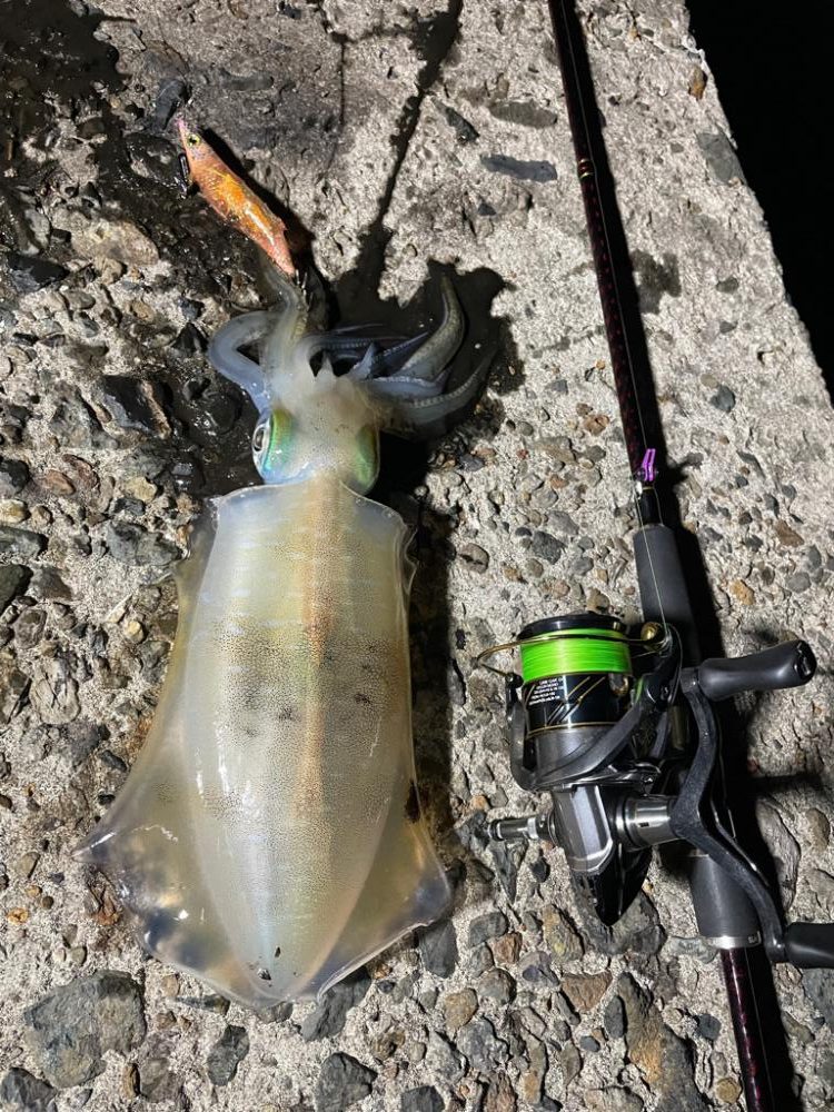 舞鶴アオリイカ！