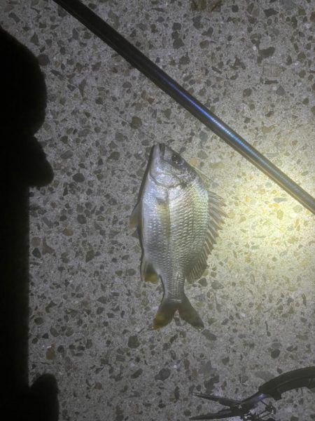 アナゴが真冬以外は釣れると聞いて……