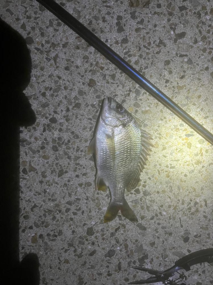 アナゴが真冬以外は釣れると聞いて……