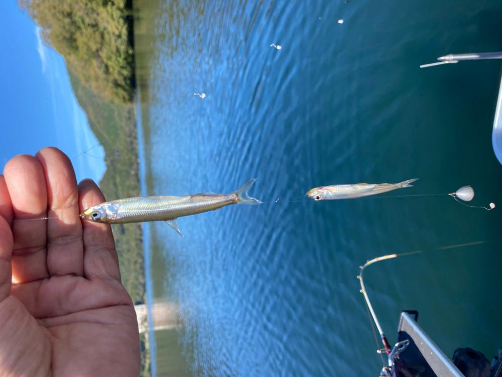 ワカサギ釣り
