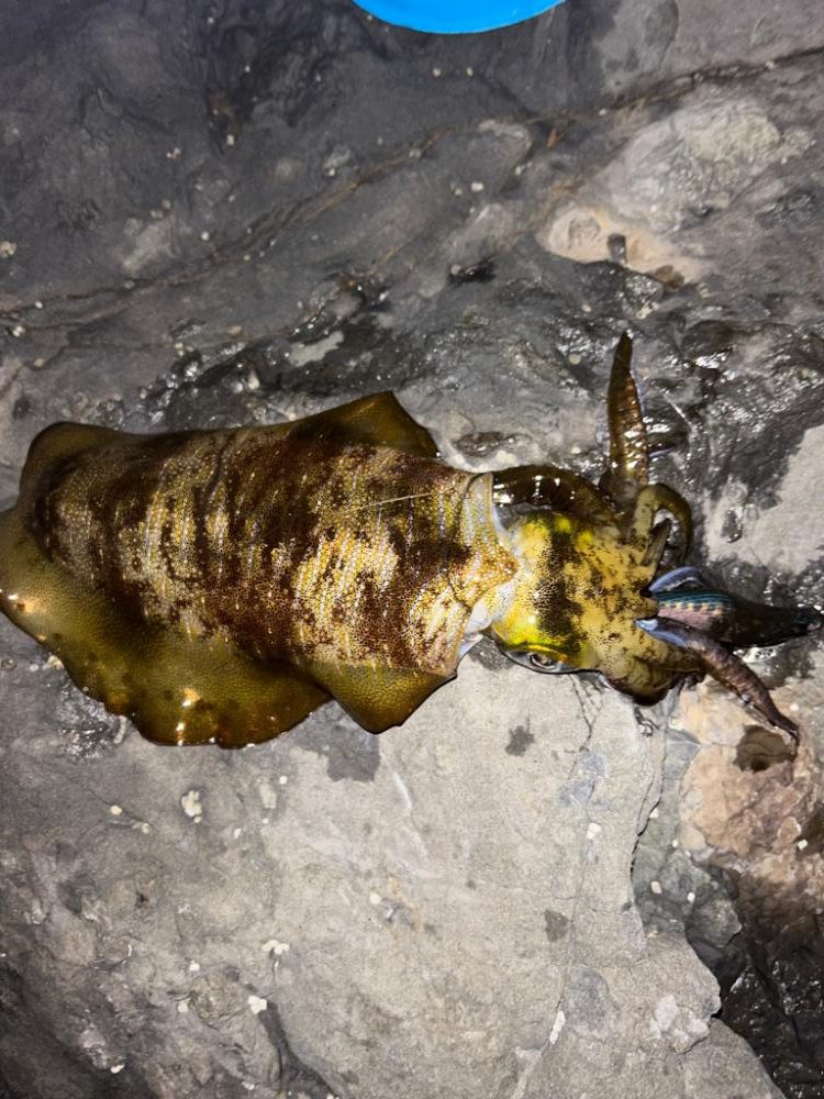 10月最初で最後のエギング