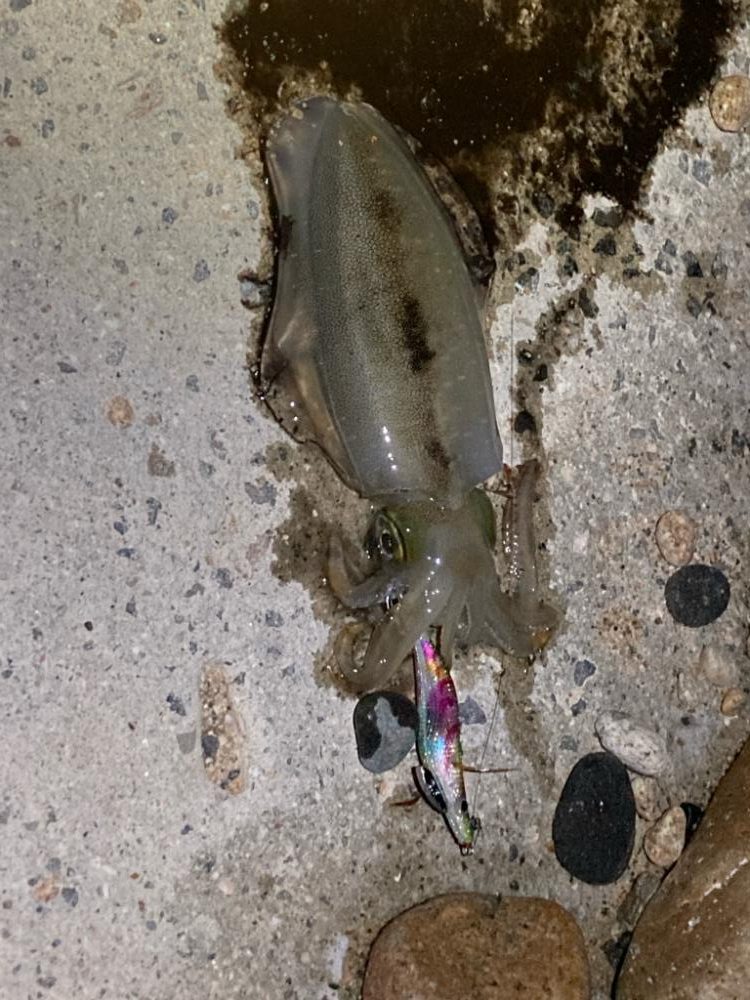 渋々、バラしまくり