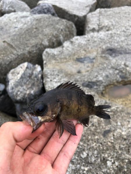 投げ釣りandチビロックゲーム