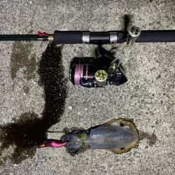 淡路島　エギング