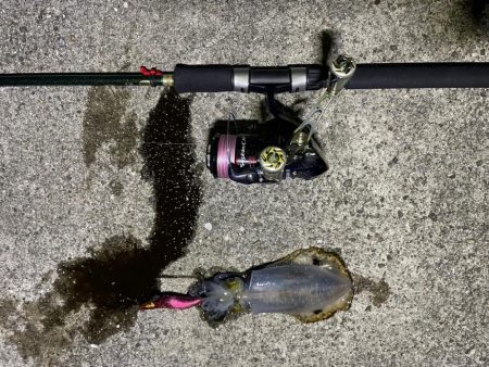 淡路島　エギング