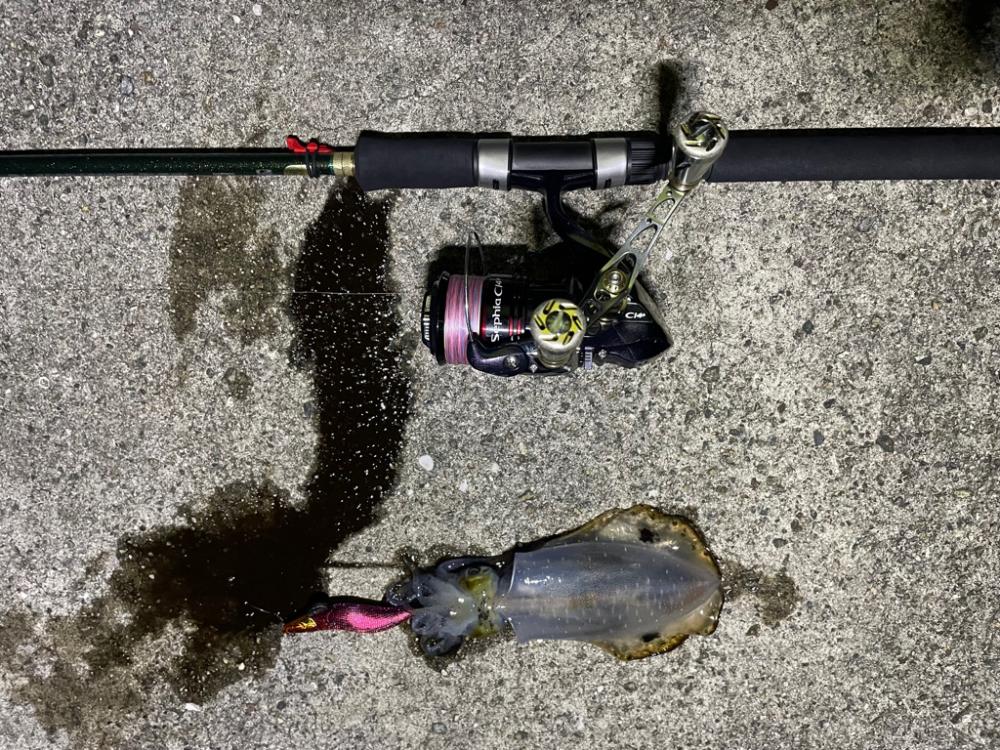 淡路島　エギング