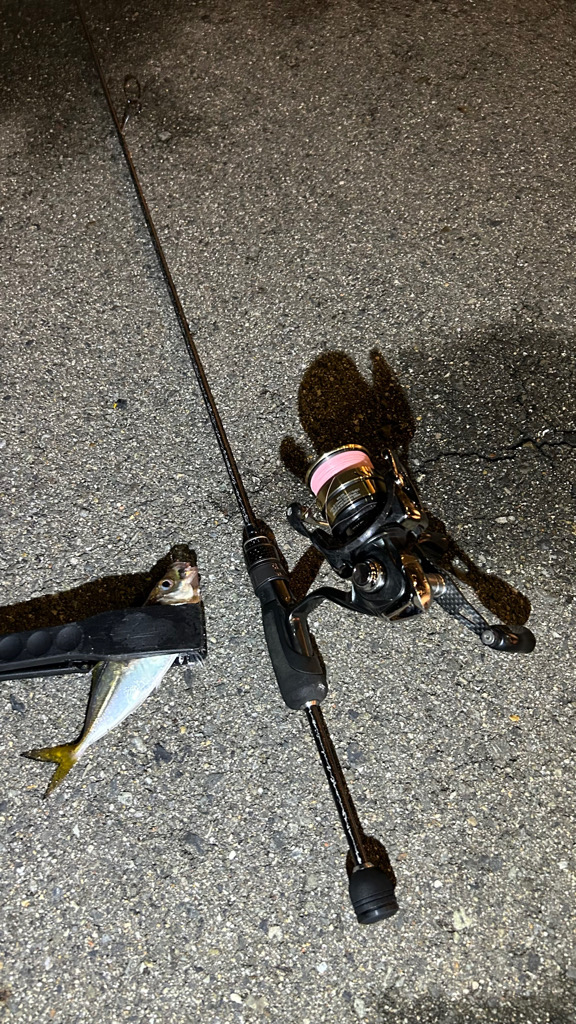 雨の止み間のアジング